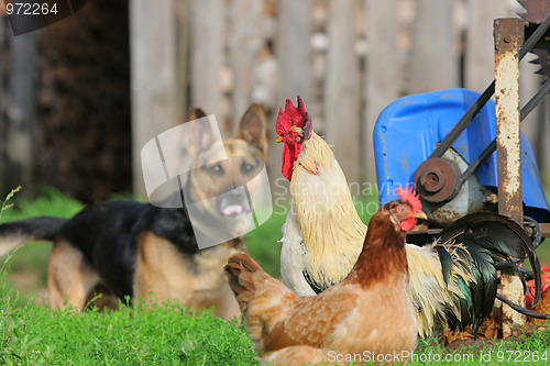 Image of Rural landscape with farm animals.