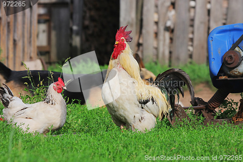 Image of Rural landscape with farm animals.