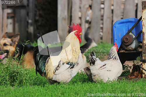 Image of Rural landscape with farm animals.