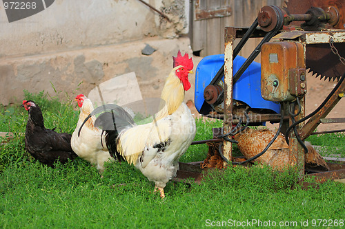 Image of Rural landscape with farm animals.