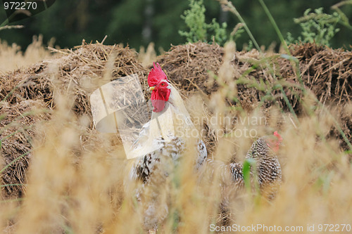 Image of Rural landscape with cock and hen.