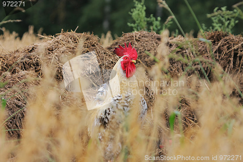 Image of Rural landscape with cock.