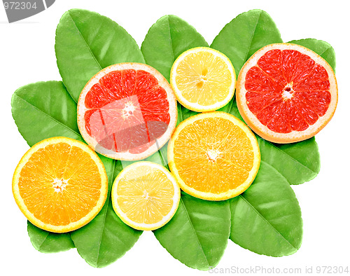 Image of Set of cross citrus fruits on green leaf