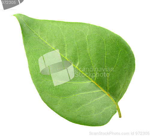 Image of One green leaf