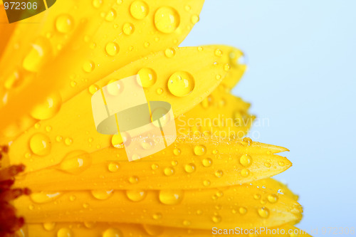 Image of Orange flower of calendula with dew