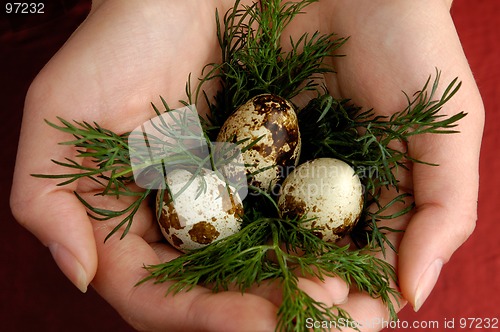 Image of Quail eggs 2