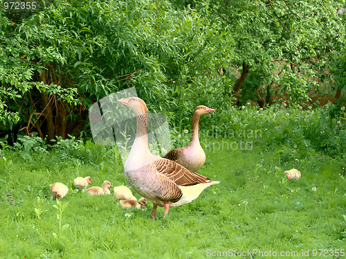 Image of Geese and goslings