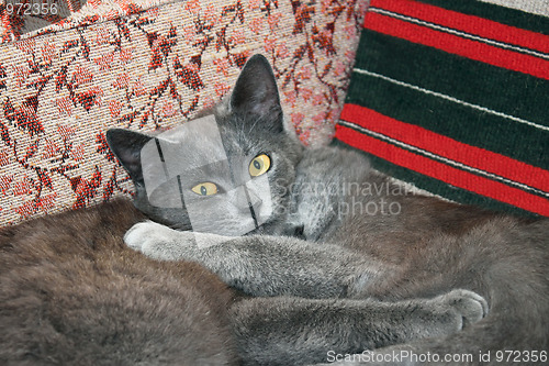 Image of Two cats resting on a chair