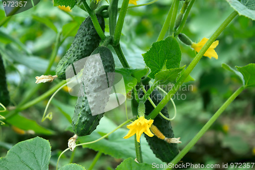 Image of Greenhouse cucumbers