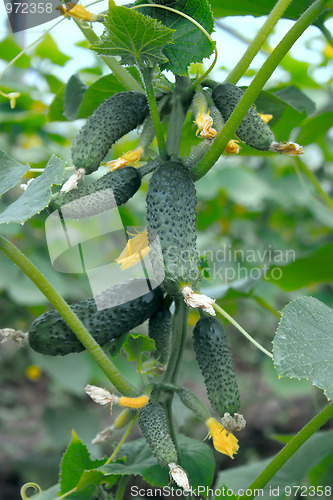 Image of Many small green cucumbers