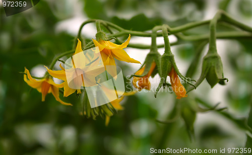 Image of Tomatoes flowers