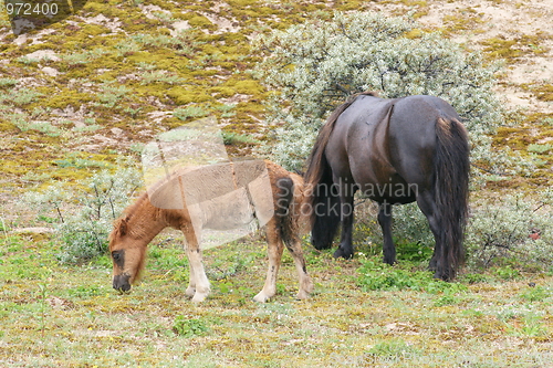 Image of Mare with foal