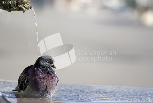 Image of Shower time