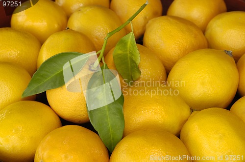 Image of Lemon with leaf & Friends