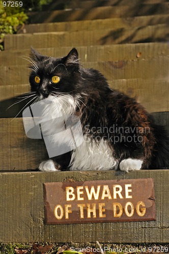 Image of Beware says Kitty