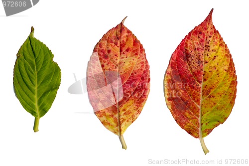 Image of Hydrangea leaves isolated