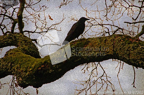 Image of Crow silhouette