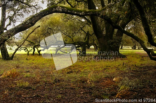 Image of Enchanted Forest