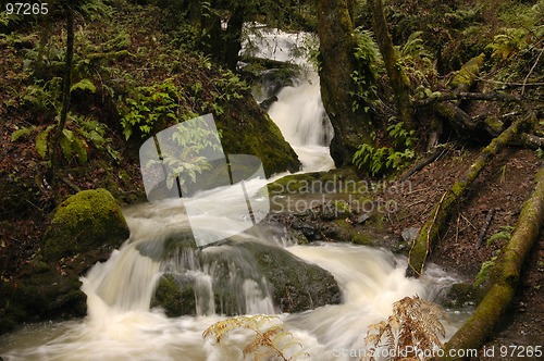 Image of Forest Waterfall