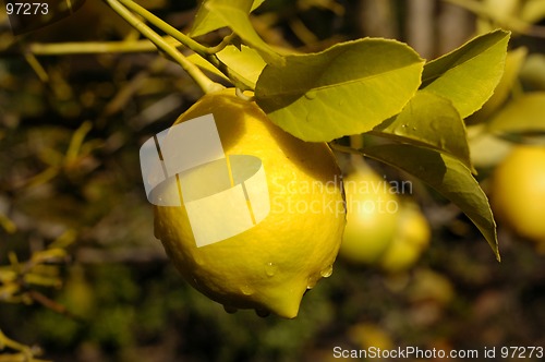 Image of Lemon Tree Drip