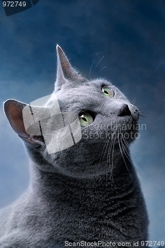 Image of Russian Blue Cat