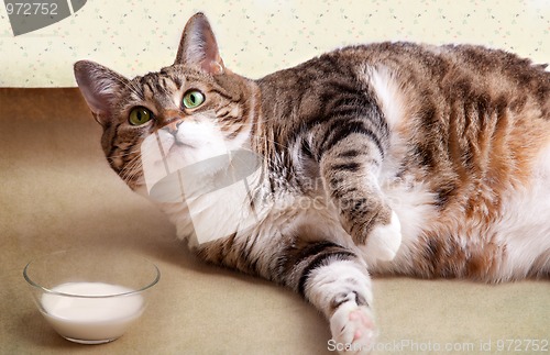 Image of Cat Portrait