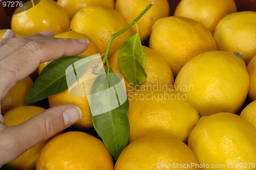 Image of Pick a Lemon