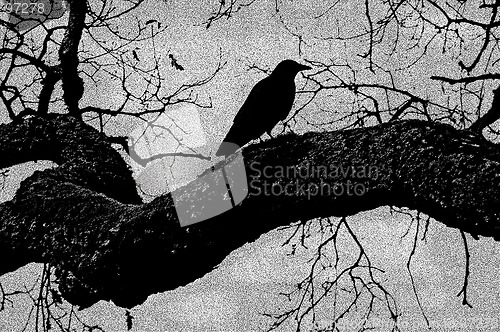 Image of Black Crow Illustration