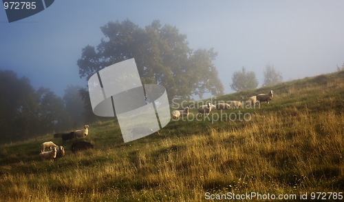 Image of Schafe im Nebel