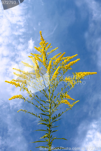 Image of Inflorescence yellow wildflowers