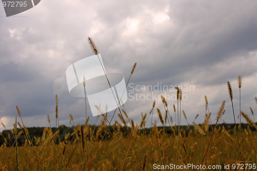 Image of Cereal weeds in the meadow in early autumn