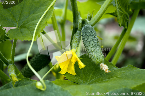 Image of Cucumbers in greenhouse