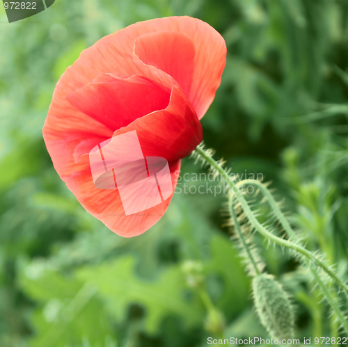 Image of Red poppy flower