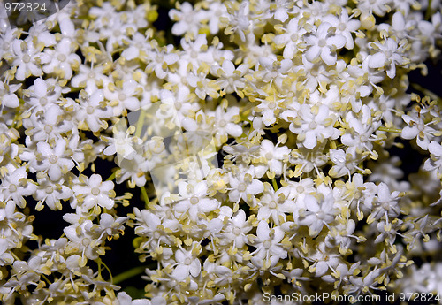 Image of Inflorescence elder