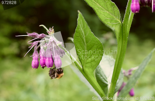 Image of Bumblebee collects nectar