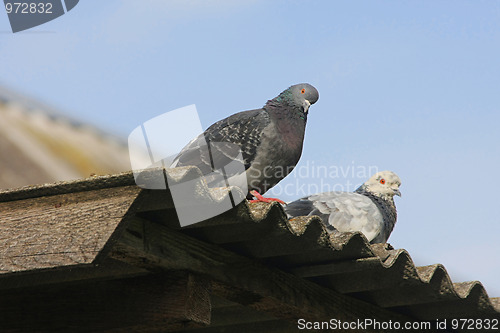 Image of Pigeons on the roof.