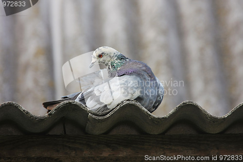 Image of Pigeon on the roof.