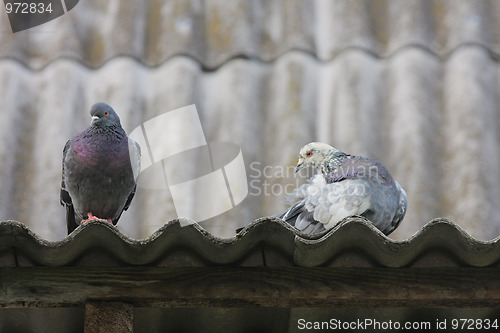 Image of Pigeons on the roof.