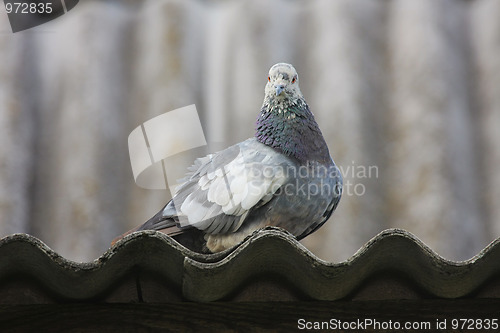 Image of Pigeon on the roof.