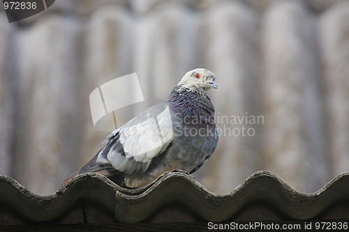 Image of Pigeon on the roof.