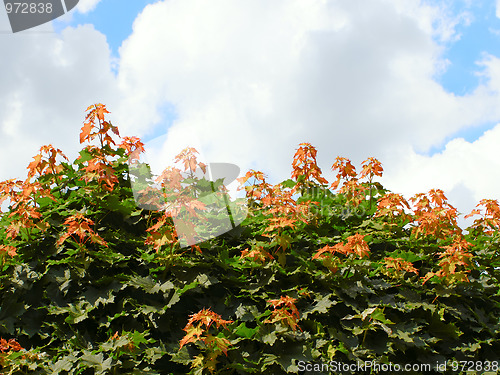 Image of Young maple branch