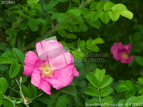 Image of Wild rose