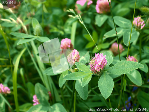 Image of Clover flowers