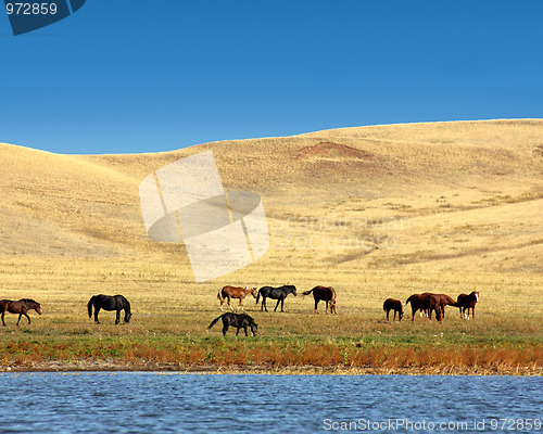 Image of grazing horses on yellow hills