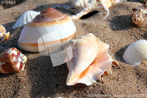 Image of seashells on sand