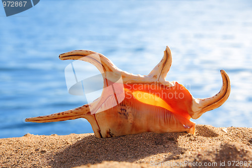 Image of orange seashell and sea
