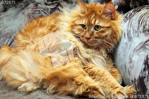 Image of fluffy bobtail cat