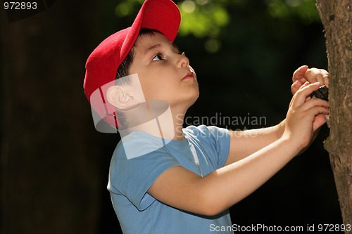Image of Little boy looking at tree