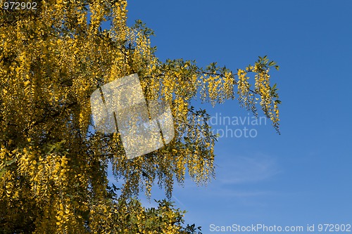 Image of Tree with yellow flowers