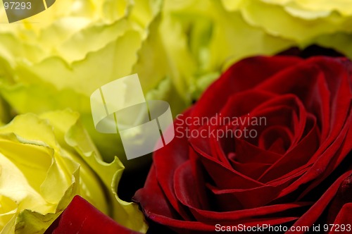 Image of Flowers 34